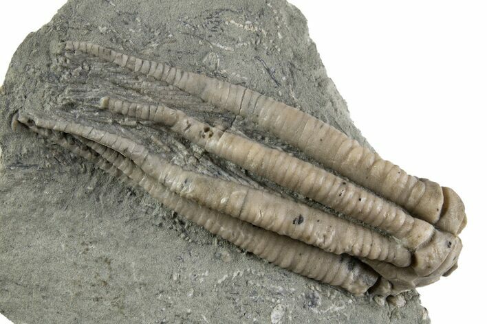 Fossil Crinoid (Scytalocrinus) - Crawfordsville, Indiana #302535